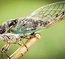 Ресницы и цикады подскажут, как защитить марсоходы от пыли