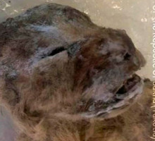 В Якутии обнаружили двух пещерных львят