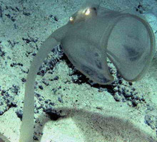 Охотское море населяют неизвестные науке существа