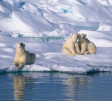 Таяние арктических льдов побуждает белых медведей к активности