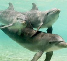 Дельфинарии: хроника отношений разумной и неразумной расы