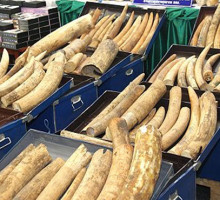 Бездействие Японии способствует торговле слоновой костью