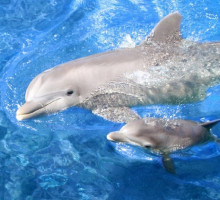 Индия - страна, признавшая дельфинов личностями и запретившая дельфинарии