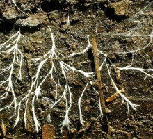 Самыми древними из обнаруженных окаменелостей наземных организмов оказались грибы