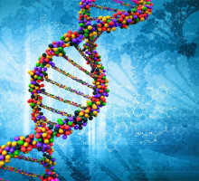 Спираль ДНК - мост от потенциального к проявленному