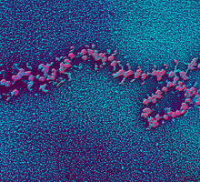 Можно ли собрать РНК из «неживого» сырья?