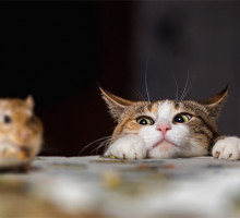 Кошки, возможно, понимают законы физики