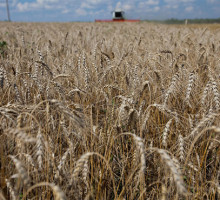 Россия – крупнейший в мире экспортёр пшеницы