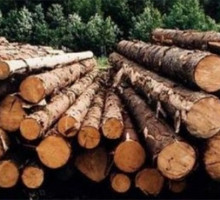 Евросоюз потребовал от Украины вырубить леса