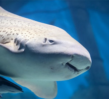 Зебровая акула родила трёх мальков благодаря непорочному зачатию