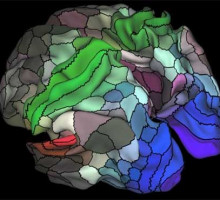 В мозге человека обнаружили сто неизвестных областей