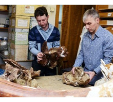 Российские палеонтологи открыли новый вид динозавра