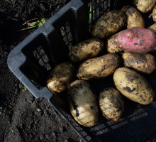 Белоруссия начала выращивать картофель на Сахалине