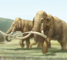 Палеонтологи решают загадку черепа мамонта, найденного в Калифорнии