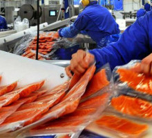 Рыба массового поражения: шокирующие факты о норвежском лососе [ВИДЕО]