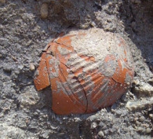 В Салехарде рыбак нашел клад с предметами I века до нашей эры