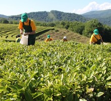 Записки натуралиста. Как я стал чаеводом Записки натуралиста. Как я стал чаеводом