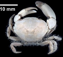 Азовское море заселяет грязевой краб из Атлантики Азовское море заселяет грязевой краб из Атлантики